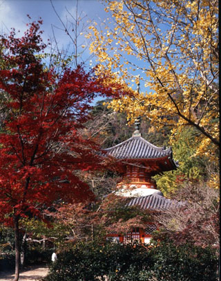 三瀧寺多宝塔の紅葉写真１