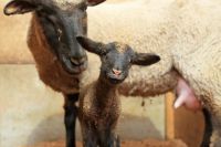 羊の出産シーズン到来!!マザー牧場で赤ちゃん羊が誕生 赤ちゃん羊が主役のイベントや限定スイーツも登場