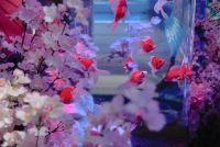 【お台場アク和リウム】昨年の倍となる600本の桜で迎える「桜展-2024」開催