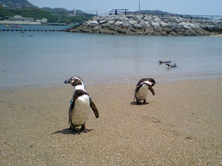 「柴桜」さんからの投稿写真＠長崎ペンギン水族館