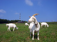 Farmee Land