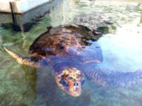 Hiwasa Chelonian Museum Caretta