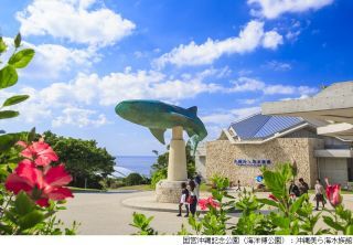 沖縄美ら海水族館写真１