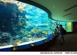 沖縄美ら海水族館の写真４