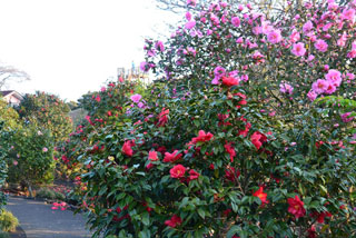 伊豆大島椿花ガーデンの写真３