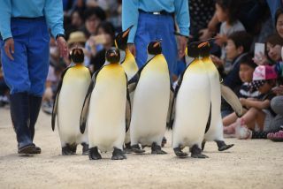 長崎ペンギン水族館写真１