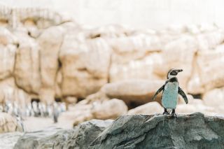 長崎ペンギン水族館写真２