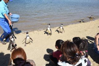 長崎ペンギン水族館の写真３