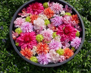 彩り豊かな花手水