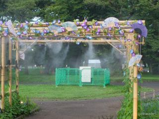 展示時間中は夜間でもミストが楽しめます