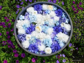 寒色の花手水も素敵