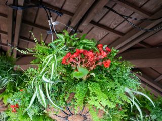 屋内は緑であふれています