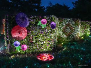 夜間との違いを楽しもう