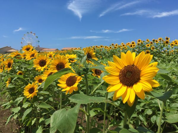 7月中旬～8月中旬にかけて約10万本のヒマワリ花畑が見頃に（横須賀市長井海の手公園 ソレイユの丘）