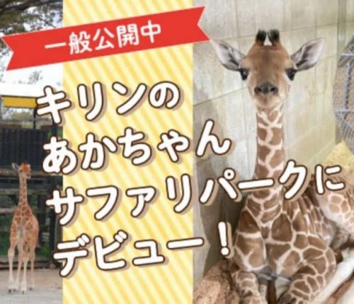 キリンのあかちゃん サファリパークにデビュー