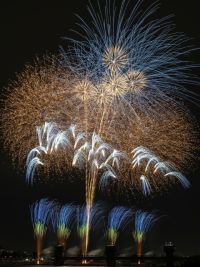 第40回調布花の写真