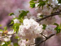 満開の八重桜