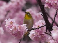 メジロやヒヨドリがたくさん！