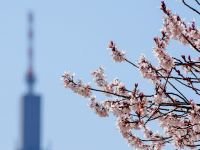 満開のエドヒガン