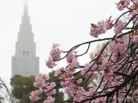 長州緋桜が見頃です