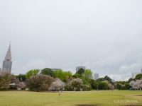 お花見を楽しむには充分な桜が残っています