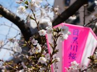 お花見シーズン到来です