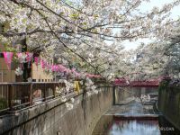 中の橋付近 4月6日