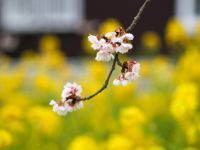 寒桜と菜の花が見頃です