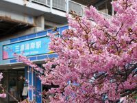 駅看板も桜色 三浦海岸駅前2月17日
