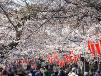 早くも満開に咲き誇る場所も