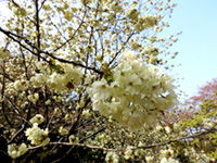 代々木公園の桜 花見特集