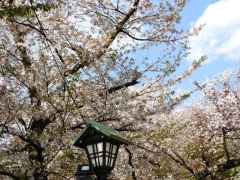 靖国神社の桜 花見特集21