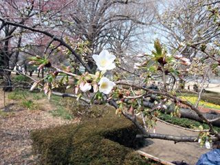 大島桜も開花！