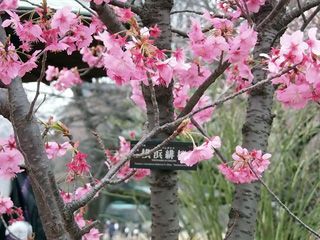 「横浜緋桜」