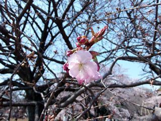長州緋桜（チョウシュウヒザクラ）開花