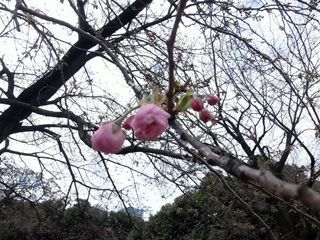 長州緋桜、開花