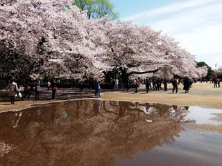 大きな水たまりに写る桜