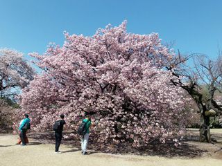 長州緋桜、満開（中央休憩所付近）