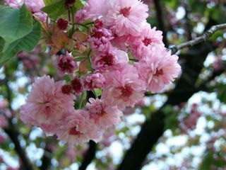 梅護寺数珠掛桜