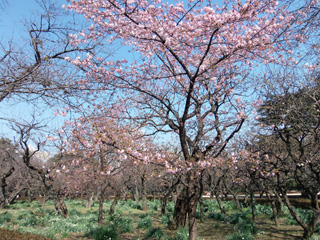 河津桜、4分咲き