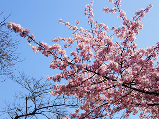 河津桜、満開１