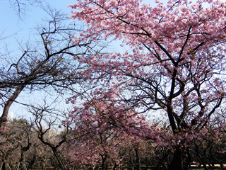 河津桜、満開２