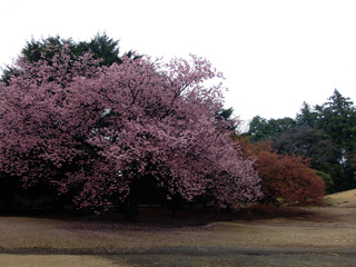 見頃な寒桜