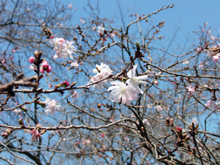 桜園地内、十月桜