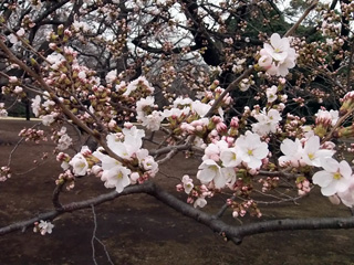早咲きのソメイヨシノ２～３分咲き