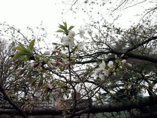 大島桜、開花