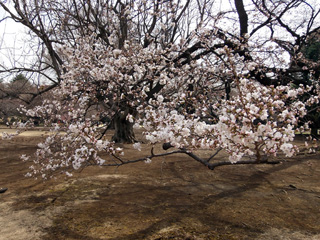 早咲きのソメイヨシノ２～３分咲き