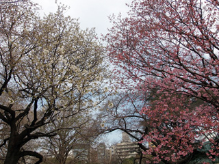 大島桜も順調です