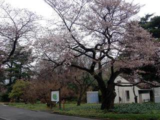 サービスセンター前の桜