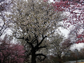大島桜も花を咲かせた
